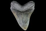 Fossil Megalodon Tooth - South Carolina #74075-2